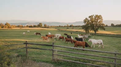 folsom ranch